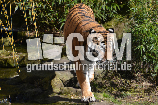 Tiger (1).jpg